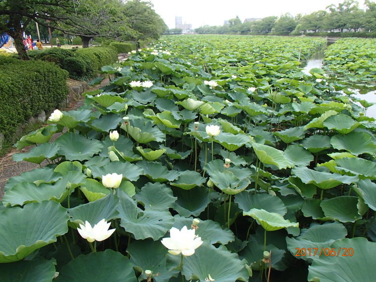 公園概要